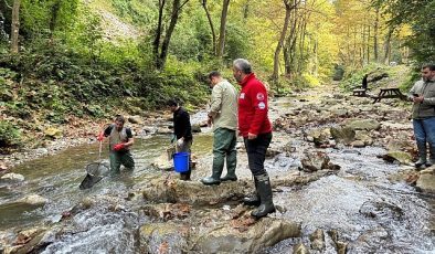 Büyükşehir’den dere ve tatlı sulara balık